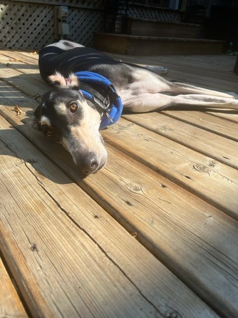 Captain Majid, an adoptable Saluki in Scarborough, ON, M1P 4Z7 | Photo Image 3