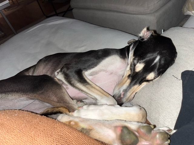 Captain Majid, an adoptable Saluki in Scarborough, ON, M1P 4Z7 | Photo Image 6
