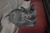 Sylvie