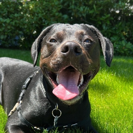 1yr old Rottweiler mix Harry is looking for an active family! If you see  interested in adopting please click the link in our profile to get…