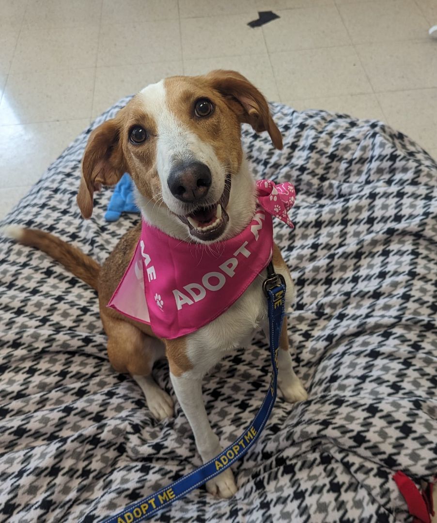 Dog for adoption Patsy, a Hound & Whippet Mix in Quincy, IL Petfinder