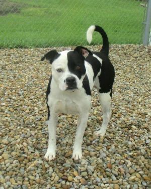 American store bulldog petfinder