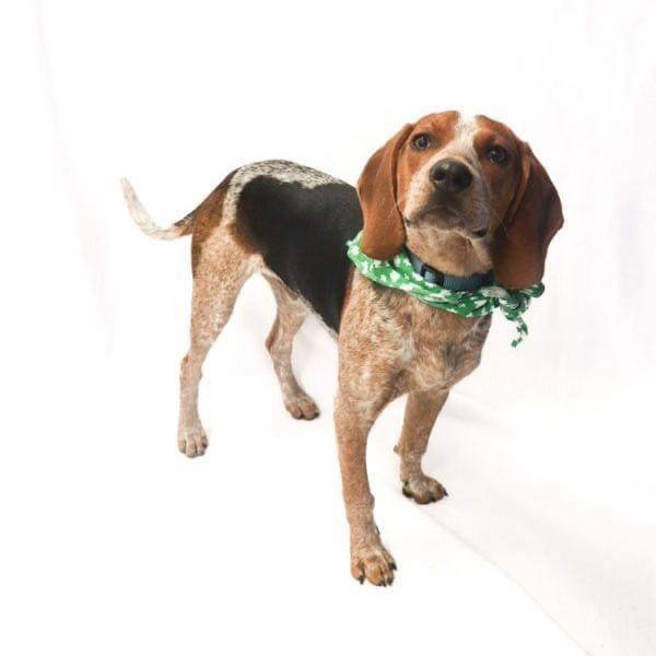 beagle bluetick coonhound mix