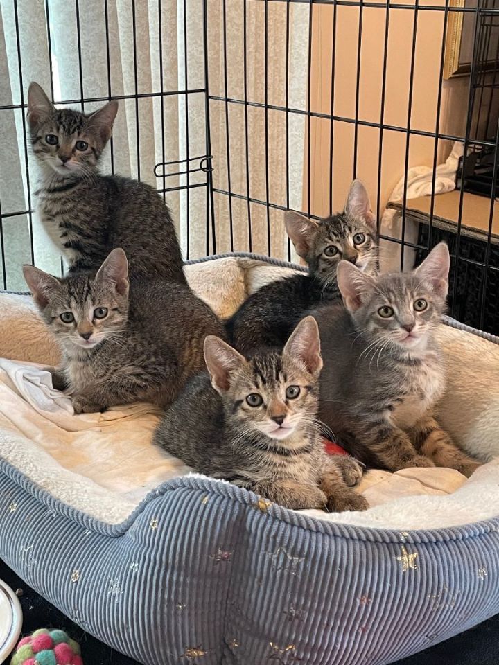 Grey tabby best sale munchkin cat