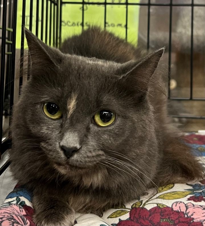 Cat for adoption Misty, a Dilute Tortoiseshell in Longview, WA