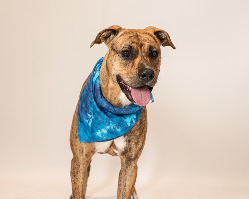 Shere Khan, an adoptable American Staffordshire Terrier in Hamilton, MT, 59840 | Photo Image 2