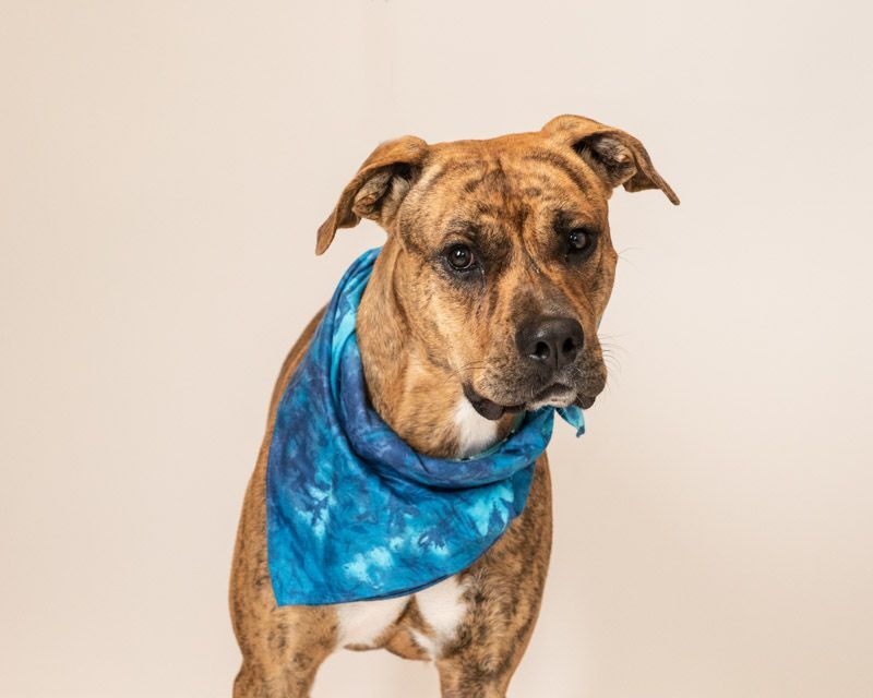 Shere Khan, an adoptable American Staffordshire Terrier in Hamilton, MT, 59840 | Photo Image 4