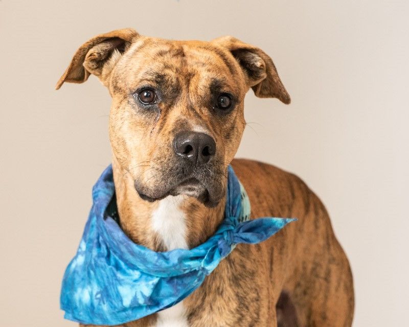 Shere Khan, an adoptable American Staffordshire Terrier in Hamilton, MT, 59840 | Photo Image 5