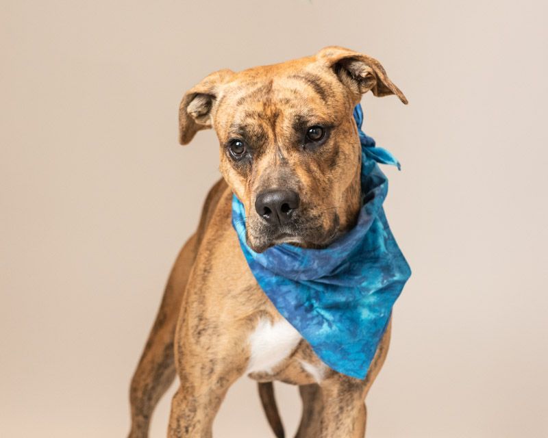 Shere Khan, an adoptable American Staffordshire Terrier in Hamilton, MT, 59840 | Photo Image 6