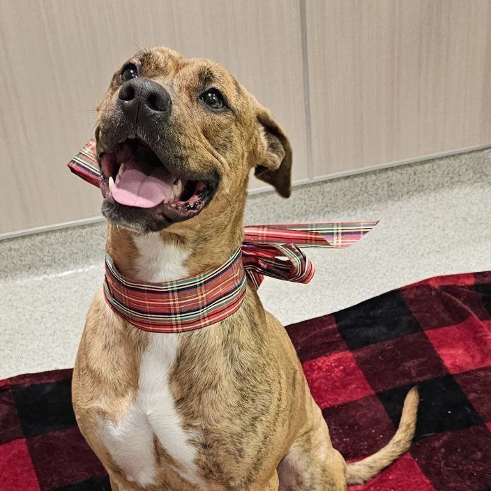 Shere Khan, an adoptable American Staffordshire Terrier in Hamilton, MT, 59840 | Photo Image 1