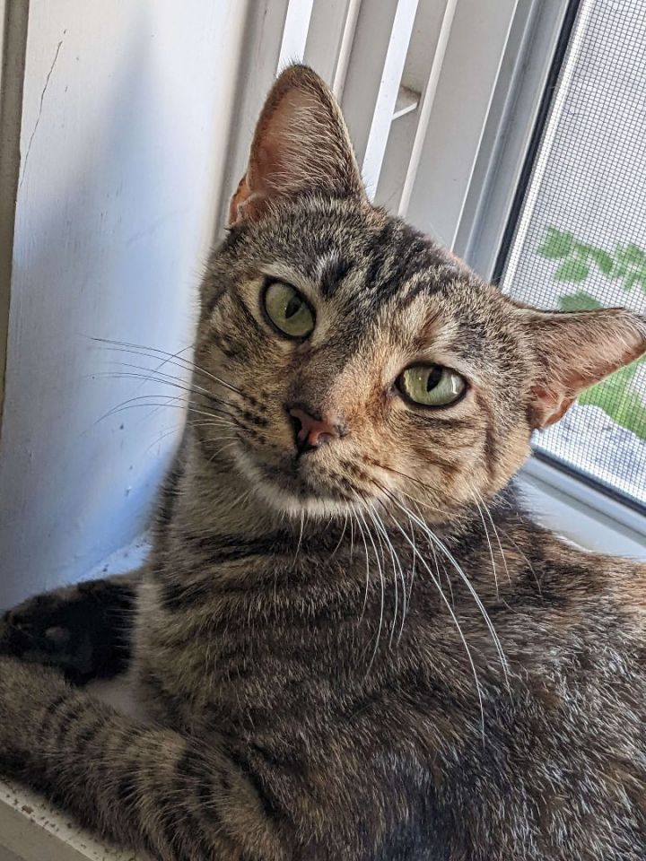 Pepper Flamboyan (50% off adoption fees) 2