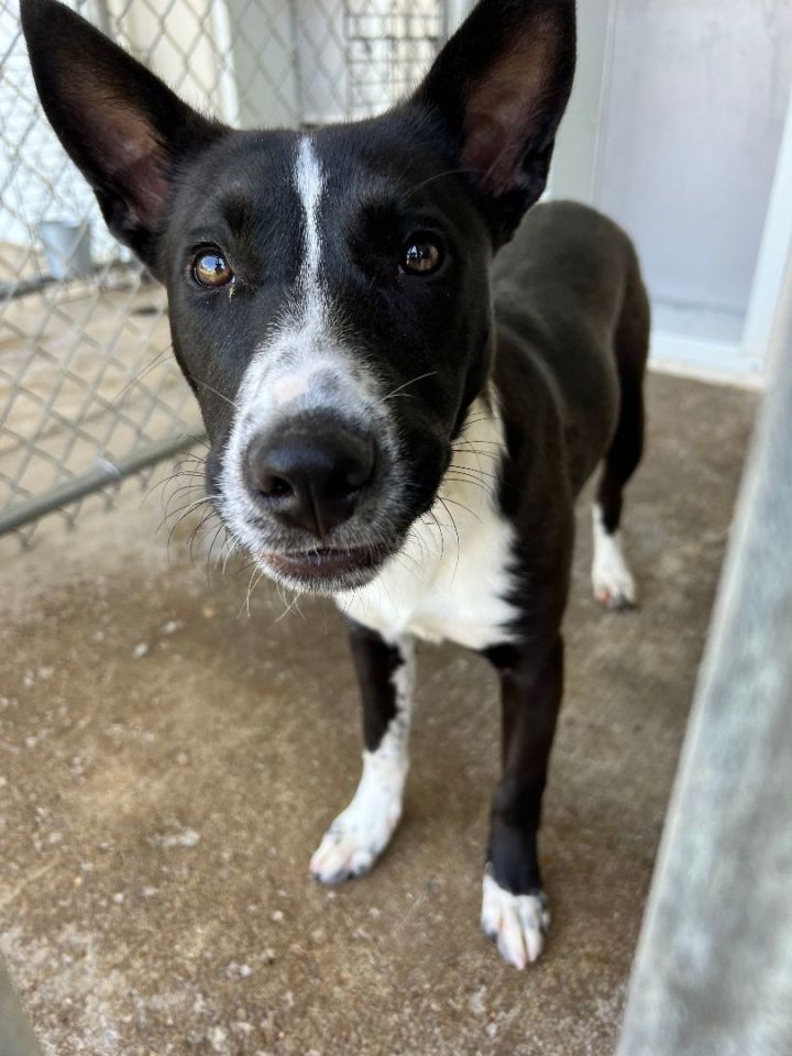 Kelpie store terrier mix