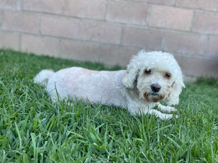 Rosie, an adoptable Dandie Dinmont Terrier in Los Angeles, CA_image-3