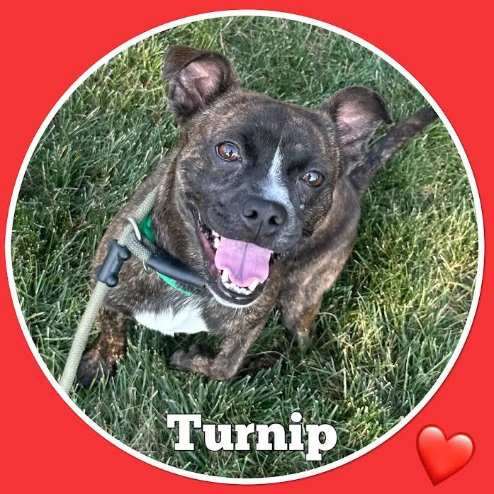 Dog for adoption Turnip , a Pit Bull Terrier & Chihuahua Mix in