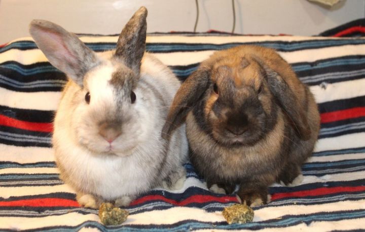 Brownie & Marble, an adoptable Lop Eared in Hillside, NJ_image-1