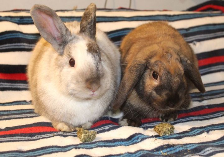 Brownie & Marble, an adoptable Lop Eared in Hillside, NJ_image-2