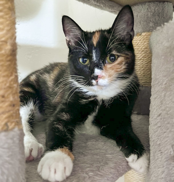Flame, an adoptable Torbie in Benicia, CA_image-1