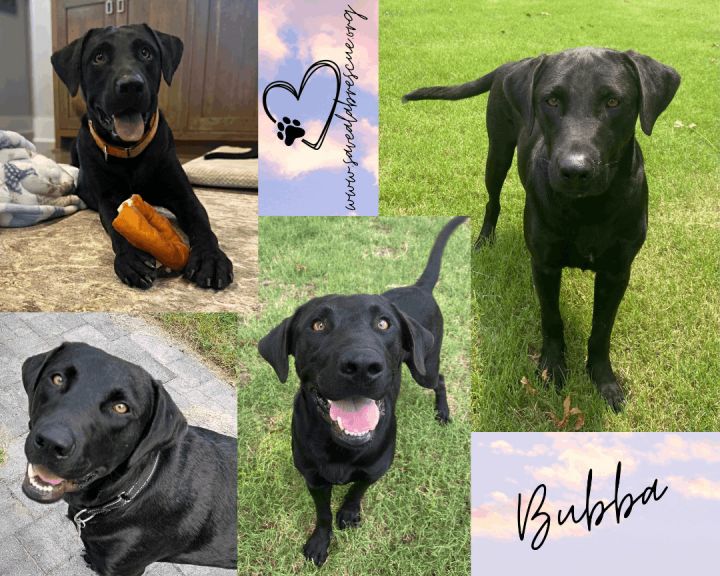 Bubba, an adoptable Labrador Retriever & Black Labrador Retriever Mix in Pawtucket, RI_image-1