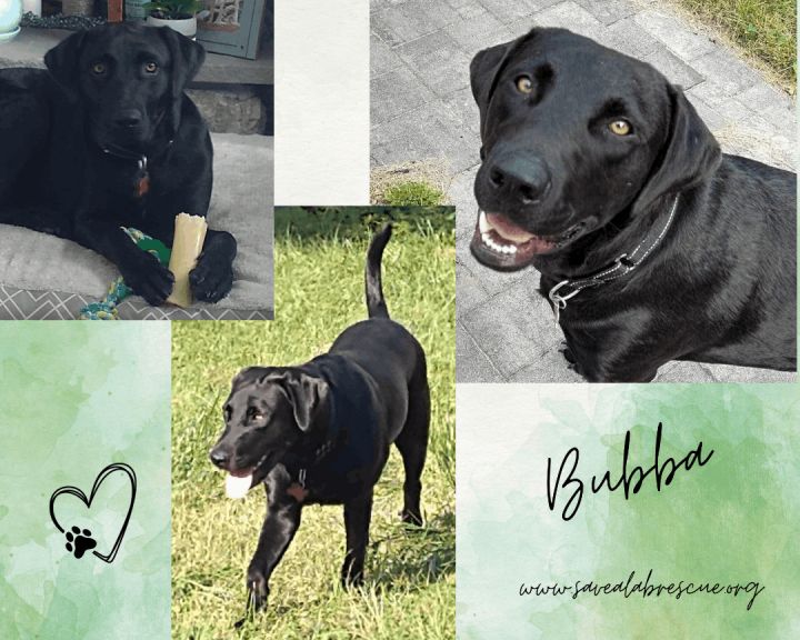 Bubba, an adoptable Labrador Retriever & Black Labrador Retriever Mix in Pawtucket, RI_image-3