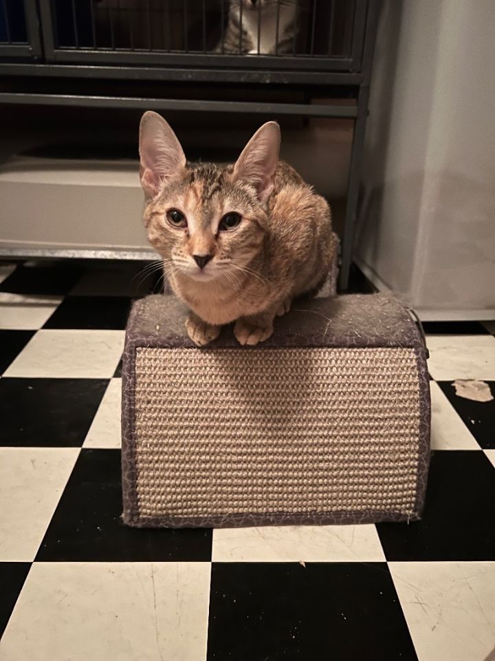 Darcie 4