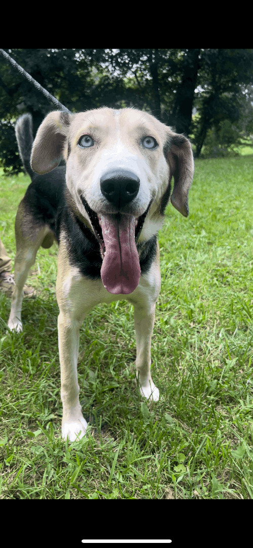 Husky 2024 mix beagle