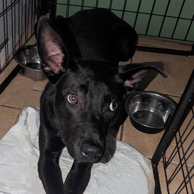 Wiley , an adoptable Black Labrador Retriever Mix in Wantagh, NY_image-1