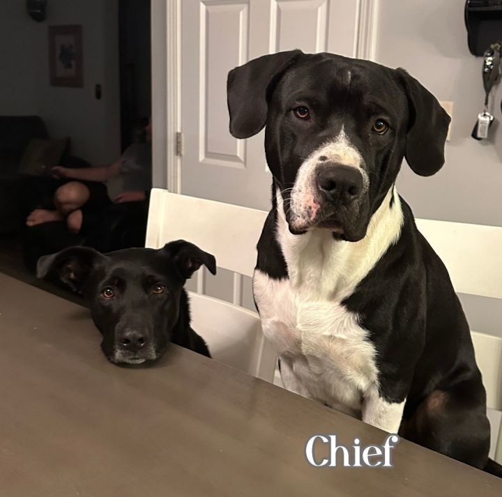 Chief, an adoptable American Staffordshire Terrier & Black Labrador Retriever Mix in Elburn, IL_image-2