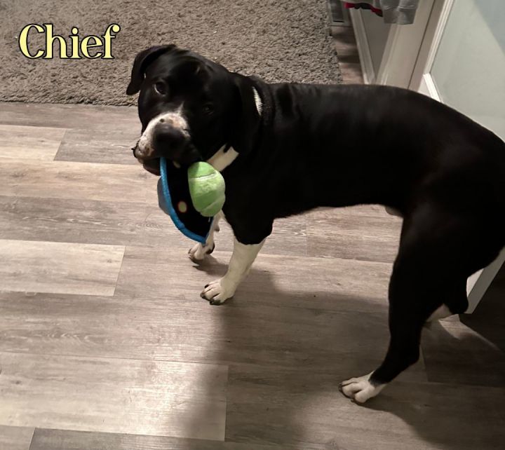 Chief 3