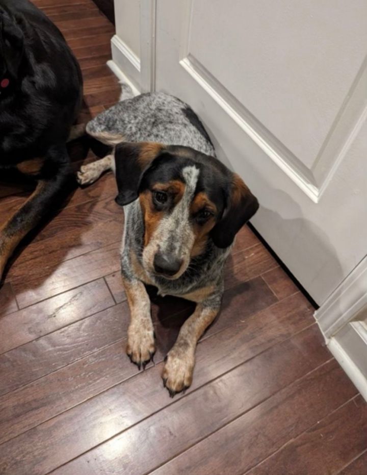 Australian cattle dog basset best sale hound mix