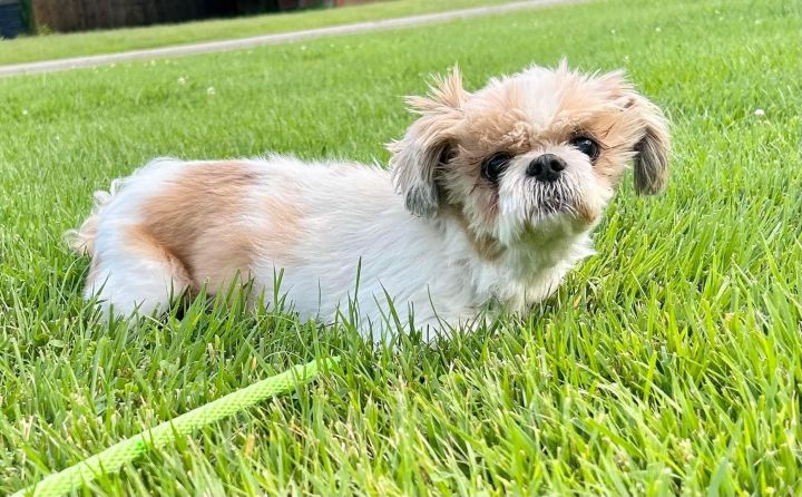 Dandelion , an adopted Shih Tzu in Springfield, MO_image-1