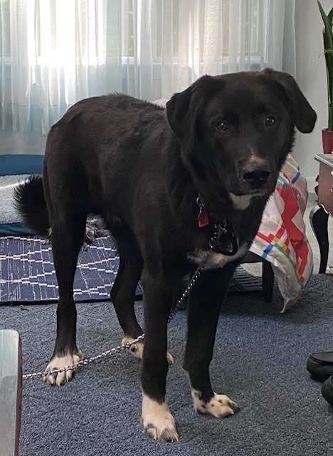 Mr Brazz  (Courtesy post) No adoption Fee  2