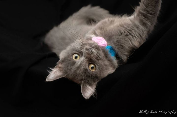 Crackle, an adoptable Domestic Short Hair Mix in Springfield, MO_image-2
