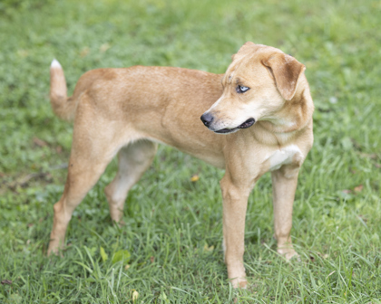 Carolina store feist dog