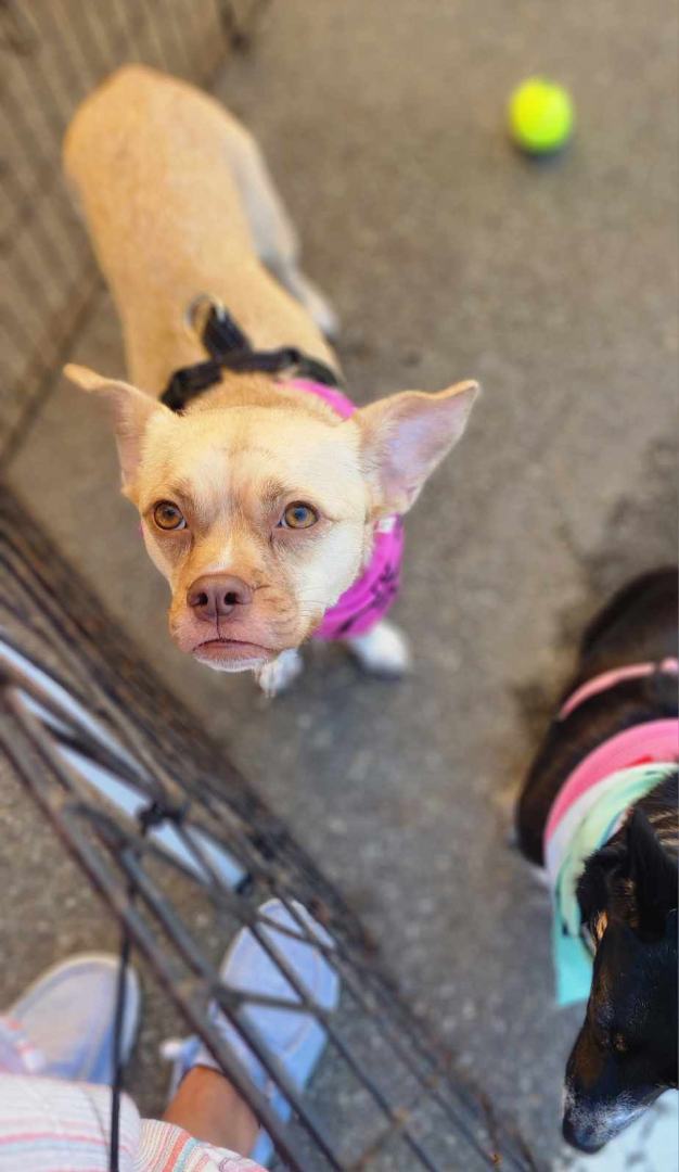 Creamsicle, an adoptable Chihuahua & Pug Mix in Brunswick, ME_image-1