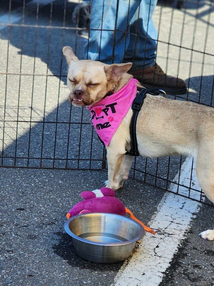 Creamsicle, an adoptable Chihuahua & Pug Mix in Brunswick, ME_image-2