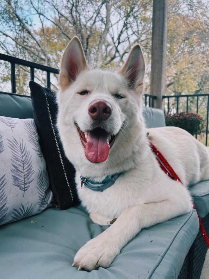 Zeus, an adoptable Husky in Kansas City, MO_image-2