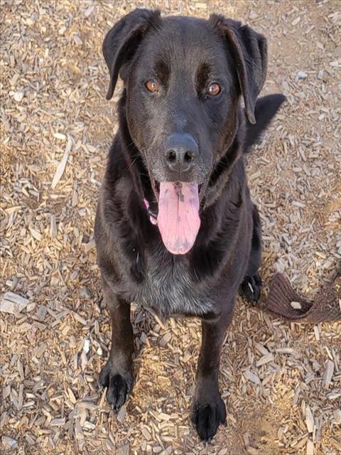 LAYLA, an adoptable Labrador Retriever, Mixed Breed in Albuquerque, NM, 87112 | Photo Image 1