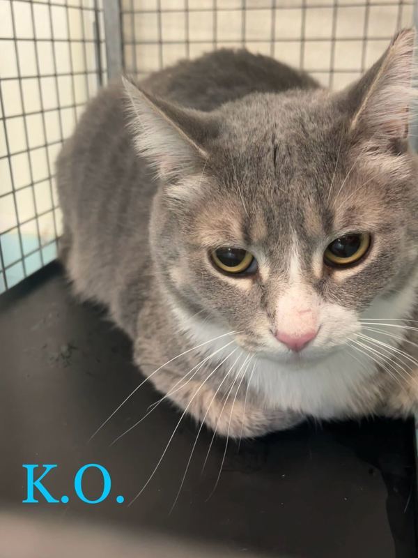 K.O. *working Cat*, an adoptable Domestic Medium Hair in Portsmouth, VA, 23701 | Photo Image 1