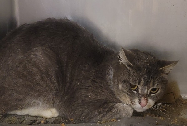 K.O. *working Cat*, an adoptable Domestic Medium Hair in Portsmouth, VA, 23701 | Photo Image 2