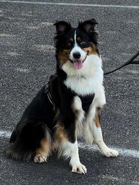 Suki  2