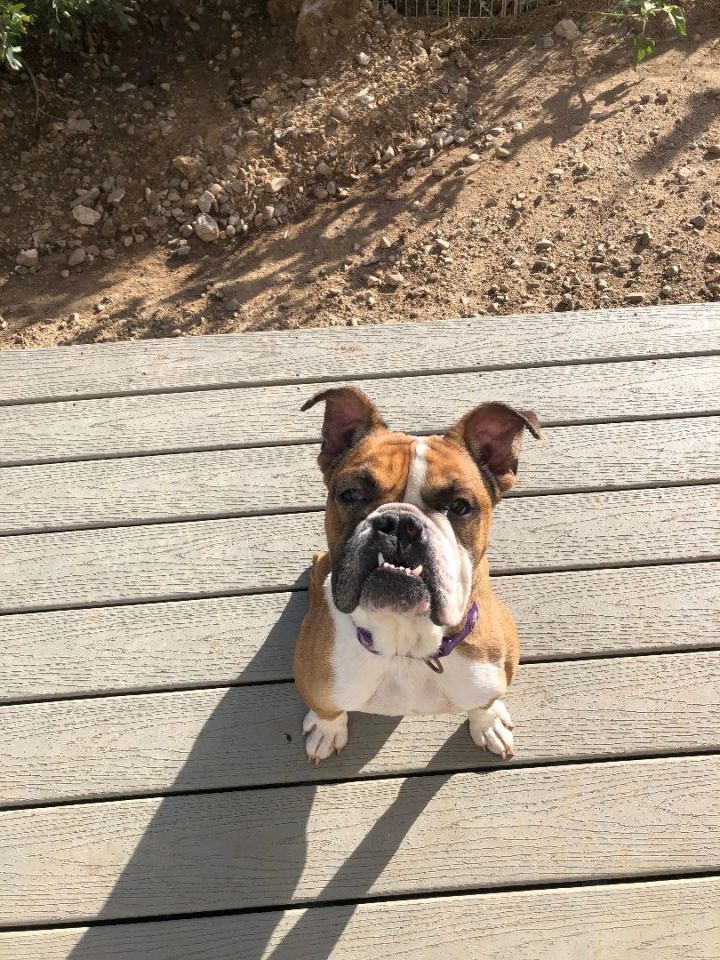 Half bulldog half store boxer