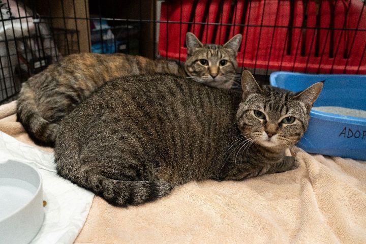 Evee and Celeste (Bonded Pair), an adopted Domestic Medium Hair in Minneapolis, MN_image-1