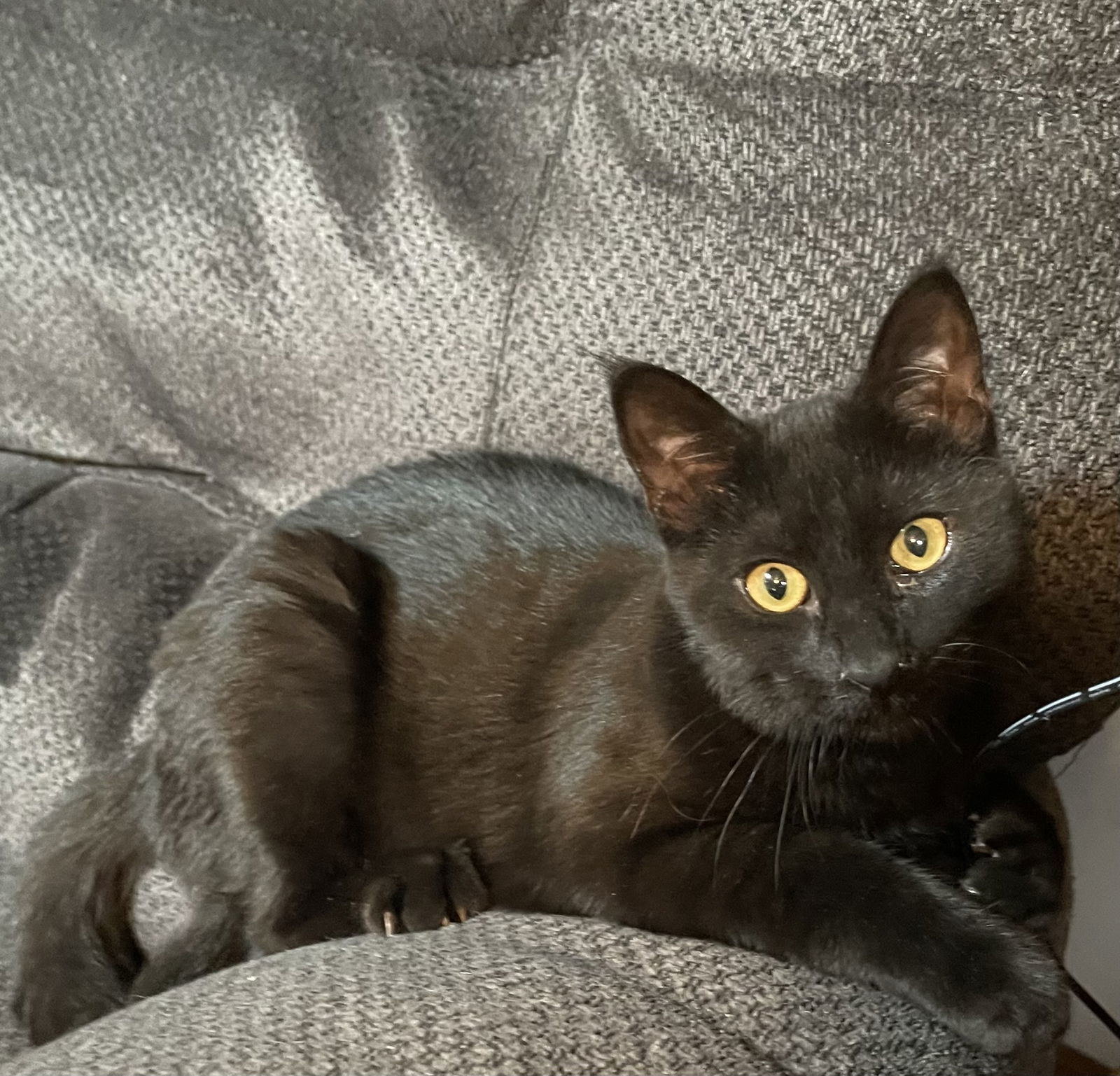 Sweet Pickle, an adoptable Domestic Short Hair in Vacaville, CA, 95696 | Photo Image 1