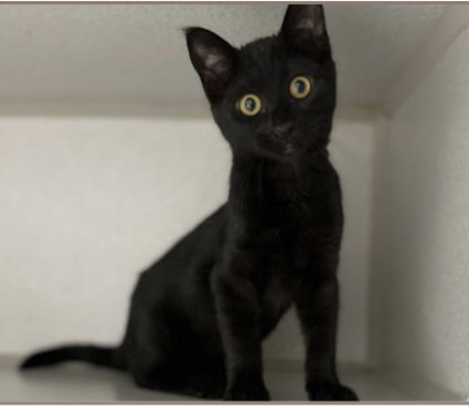 Sweet Pickle, an adoptable Domestic Short Hair in Vacaville, CA, 95696 | Photo Image 2