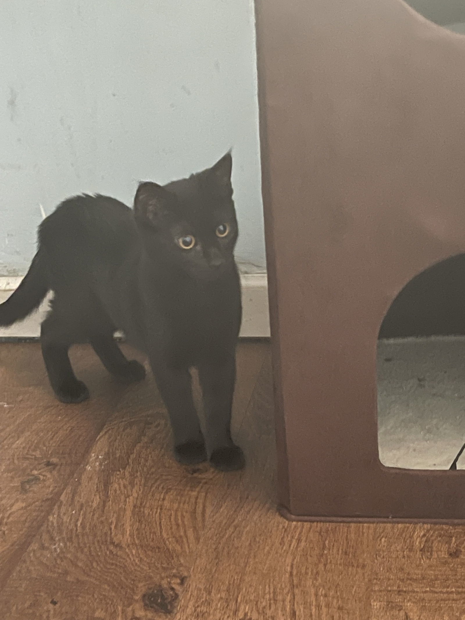 Sweet Pickle, an adoptable Domestic Short Hair in Vacaville, CA, 95696 | Photo Image 3