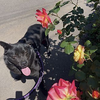 Cinderella, an adoptable Labrador Retriever, Jindo in New York, NY, 10038 | Photo Image 6