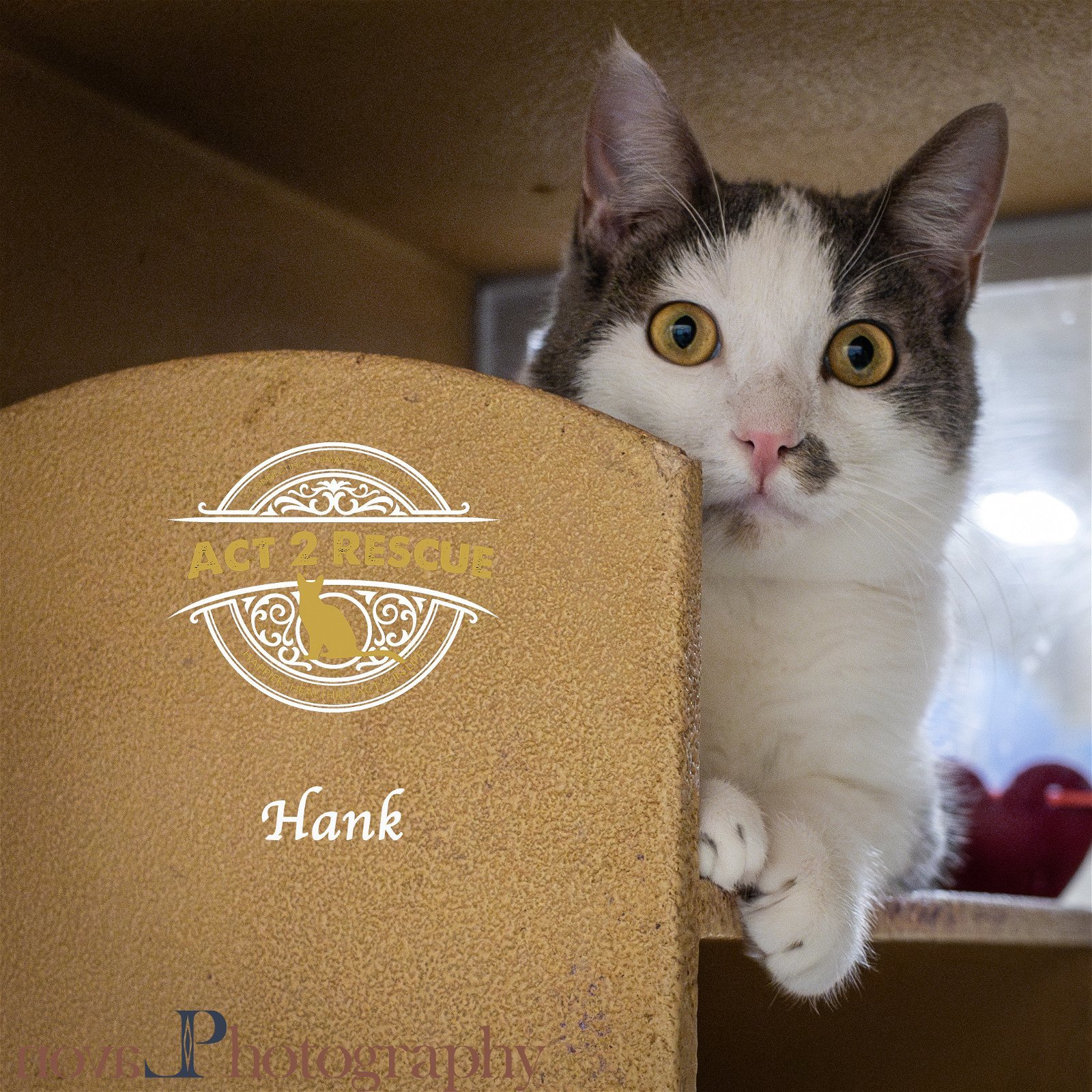 Hank (Bonded with Sophie)