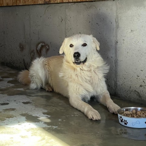 Cal, an adoptable Great Pyrenees in Bellevue, ID, 83313 | Photo Image 1