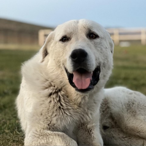 Ranger, an adoptable Great Pyrenees in Bellevue, ID, 83313 | Photo Image 1