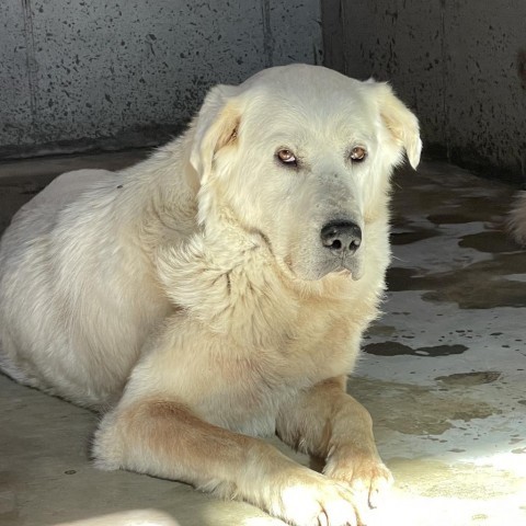 Leiala, an adoptable Great Pyrenees in Bellevue, ID, 83313 | Photo Image 1